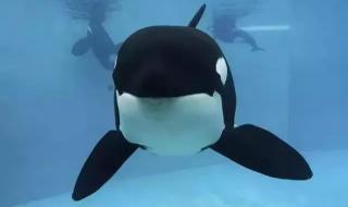 虎鲸宝宝出生200公斤