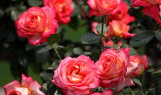 月季花品种介绍 月季花品种介绍