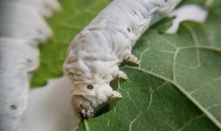 新丝路辅助 新丝路辅助