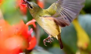 太阳鸟电影 太阳鸟电影