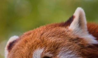 小熊猫多少钱 小熊猫多少钱