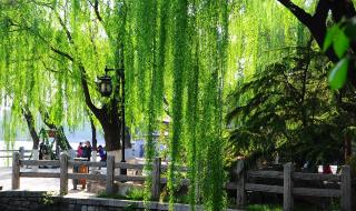 夏雨荷大明湖 夏雨荷大明湖