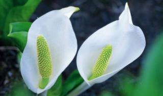 端午节的作文400个字 端午节的作文400个字