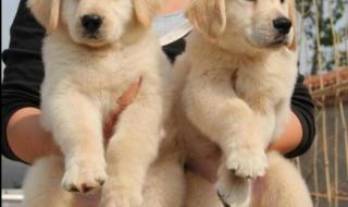 广州宠物美容师培训 广州宠物美容师培训